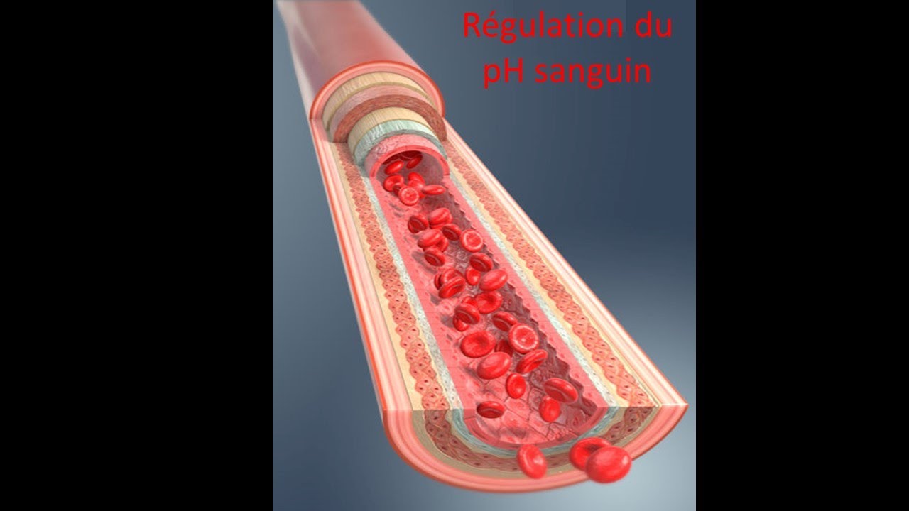Capsule 8C-Régulation du pH sanguin et équilibre acidobasique - YouTube