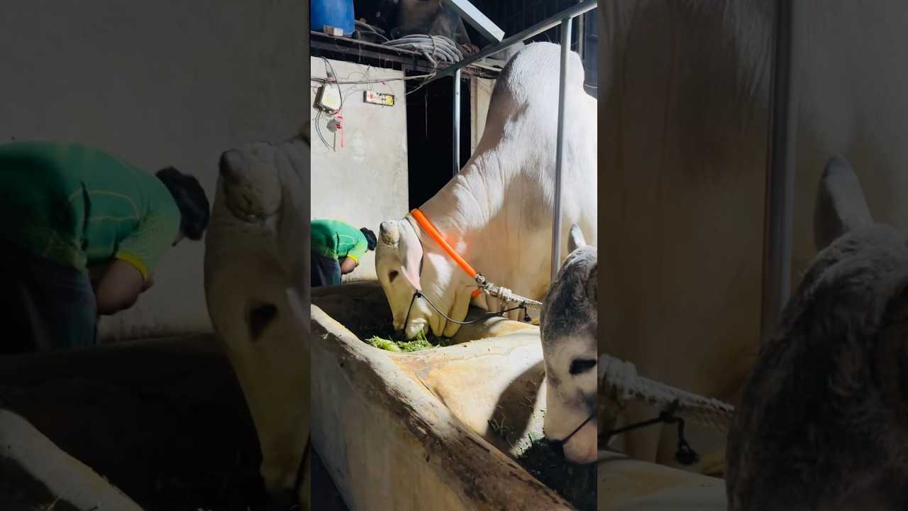 Huge Nukra Bull and Little Workers || Sadeeq Agro 2024 ||