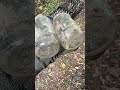 Historie Listerinu od konce 19. Století
