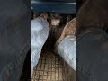 Manual Transmission Coordination: Cowboy Boots on Clutch and Gas Pedals
