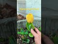Growing tulips in shade actually works #shorts #wintergarden