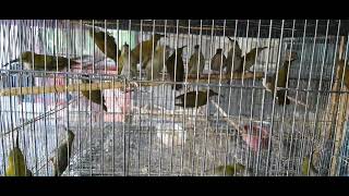 kios Mantab Mantul Bekasi Timur #ombyokan #Pijantung Gunung