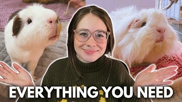 Before You Get Guinea Pigs: Full Shopping List & Care Basics