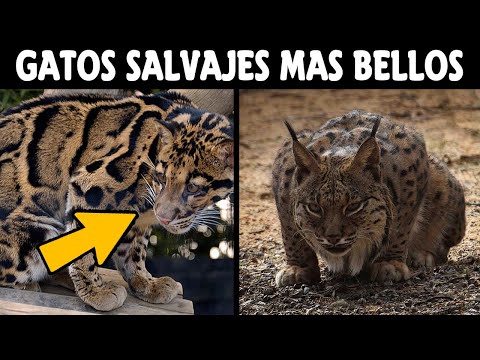 Video: Gatos Manchados: Una Lista De Razas De Gatos Salvajes Y Domésticos, Fotos, Reseñas De Propietarios