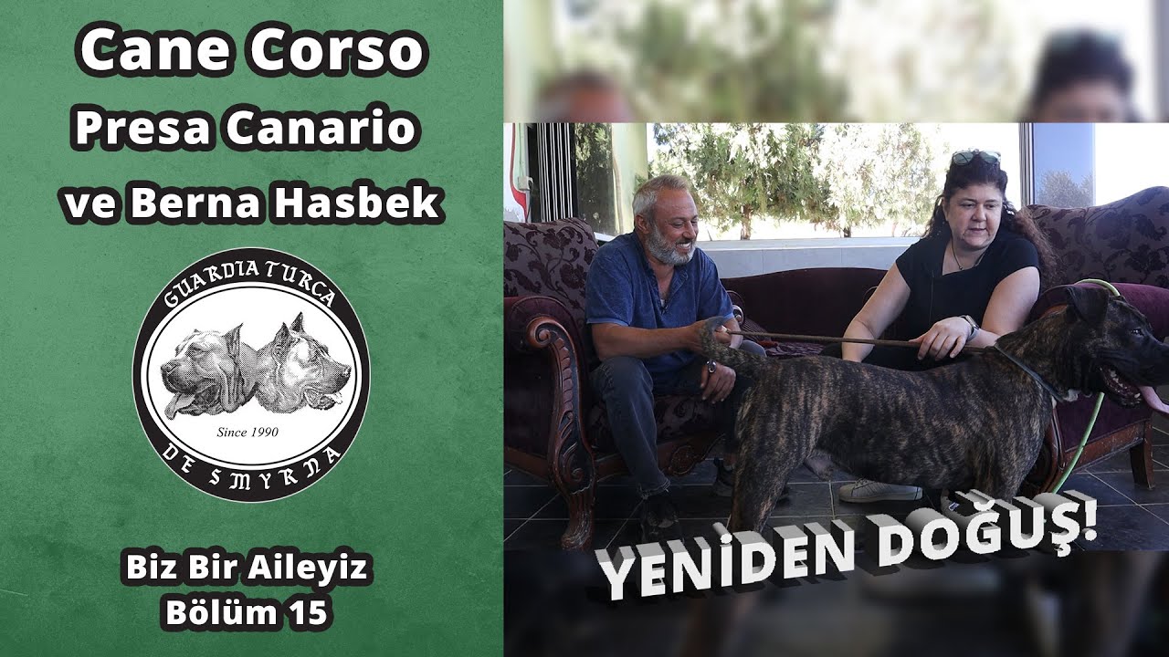 Cane Corso Presa Canario ve Berna Hasbek - Biz Bir Aileyiz Bölüm 15