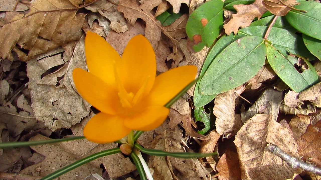 Crocus flavus