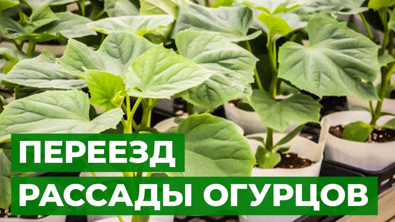 БОЛЬШОЙ ПЕРЕЕЗД | Подготовка рассады к высадке в открытый грунт - YouTube