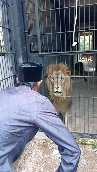 gemuruh suara singa cut fit Tanoh AbEh Aceh Indonesia #shorts #lion #animals #wildlife   #viral