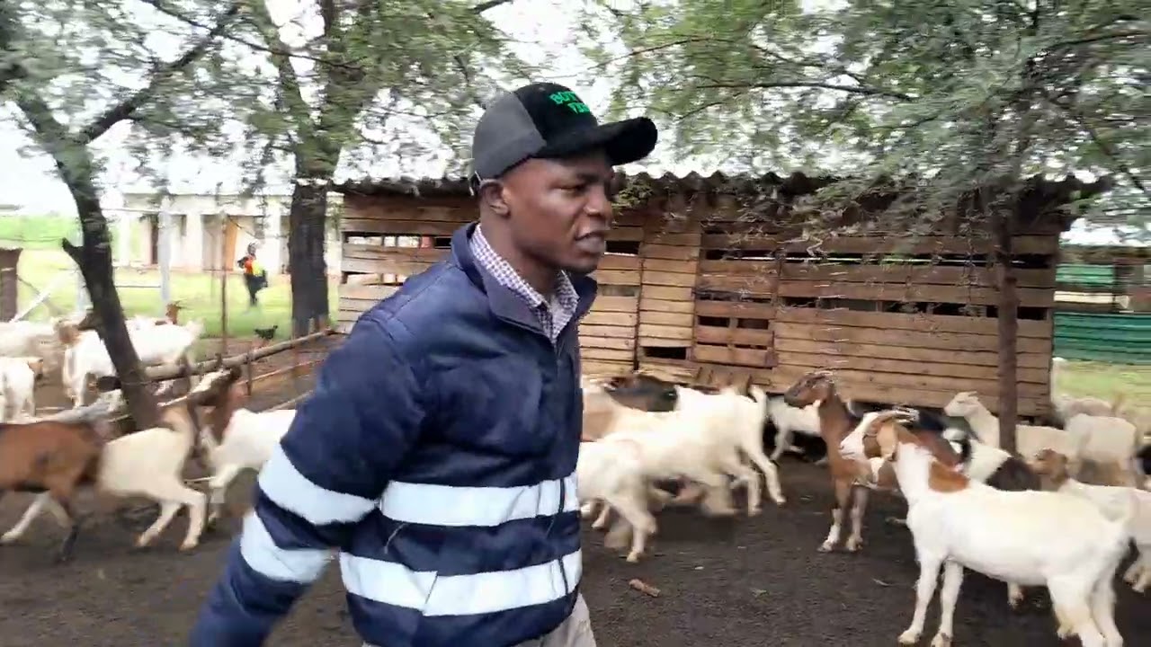 How to make US$5,000.00 per month with goat Farming 🐐