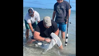 Rare Capture: Hammerhead Shark Caught on Pinfish