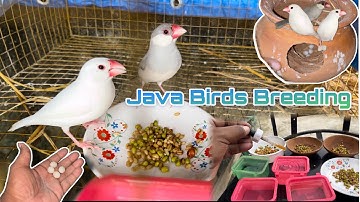How To Breeding Your Java Birds | Java Bird Breeding Course 💯 % | Java Birds Breeding  Information |