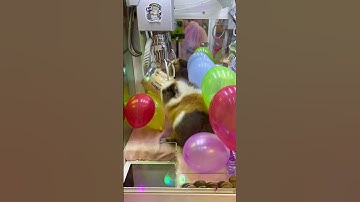 A Cute Grand Prize in the claw machine Part 19 #clawmachine #arcade #prize