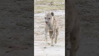 Limping Hyena, so sad #reel #wildlife #safari #reels #hyena #shorts