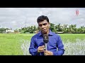 সারের কৃত্রিম সংকটে কৃষকের মাথায় হাত | Rajshahi | Khulna Amon | Independent TV