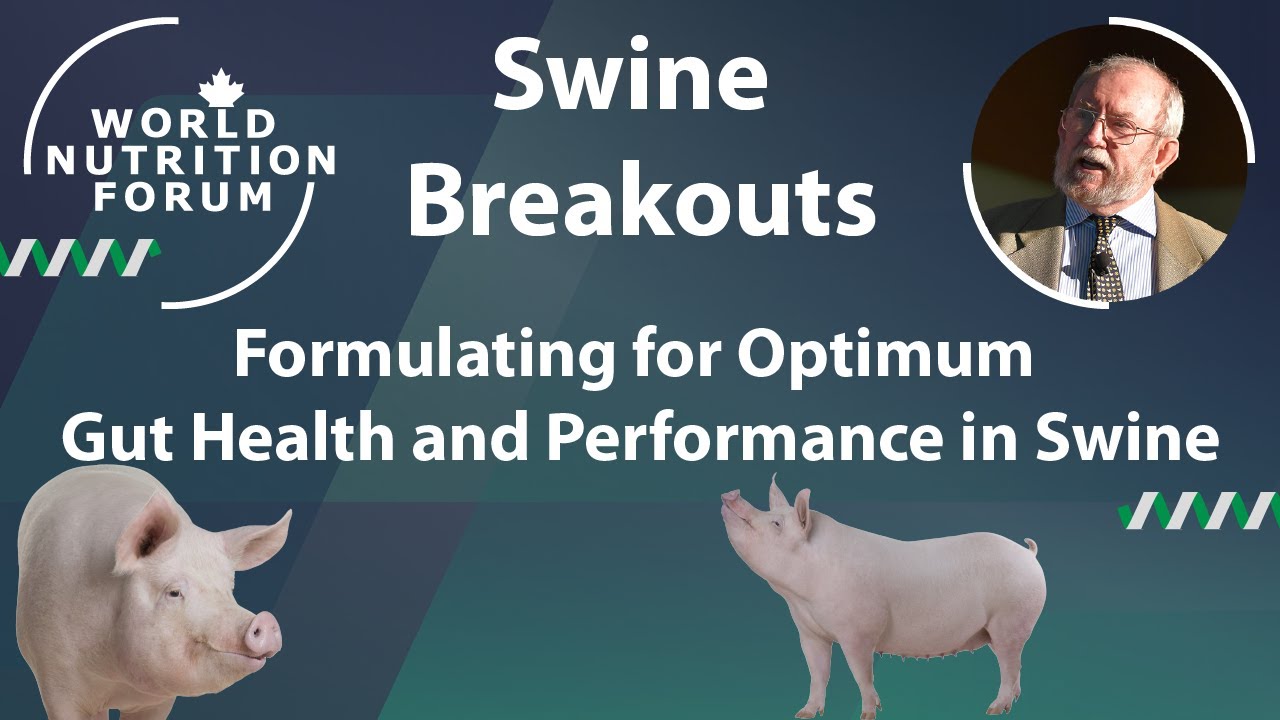 Formulating for Optimum Gut Health and Performance in Swine - YouTube