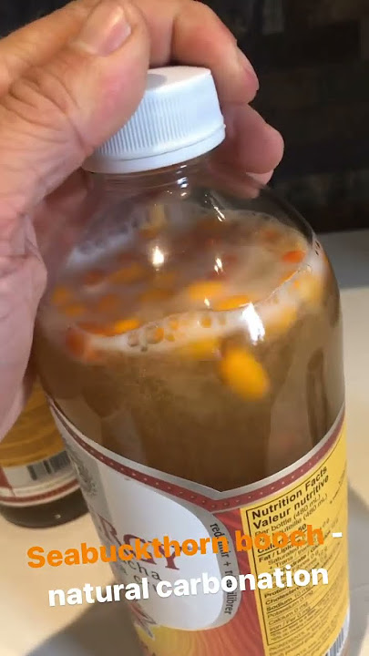 Seabuckthorn/Seaberry Kombucha! 10/10!