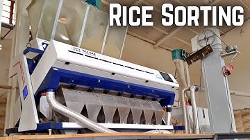 Rice Sorting | Improving Rice Quality With Sorting Machine