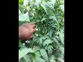 tomate lampião ce aratuba