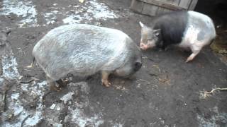 Свинка после случки пока не перегуливает.Pig after mating until peregulivaet.