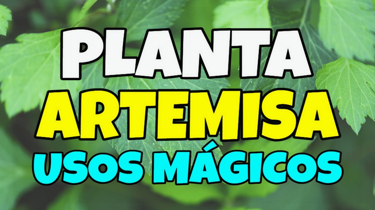 🌿 La PLANTA ARTEMISA y sus USOS Mágicos 🌱🙏