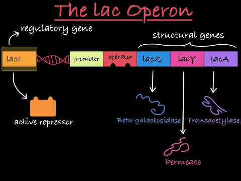 Video: Aká je funkcia génov v lac operóne E coli?