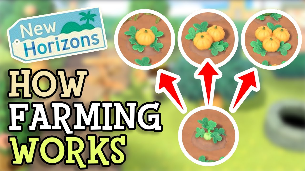 Animal Crossing New Horizons: HOW FARMING WORKS! (How To Grow Pumpkins) Everything You Need To Know!