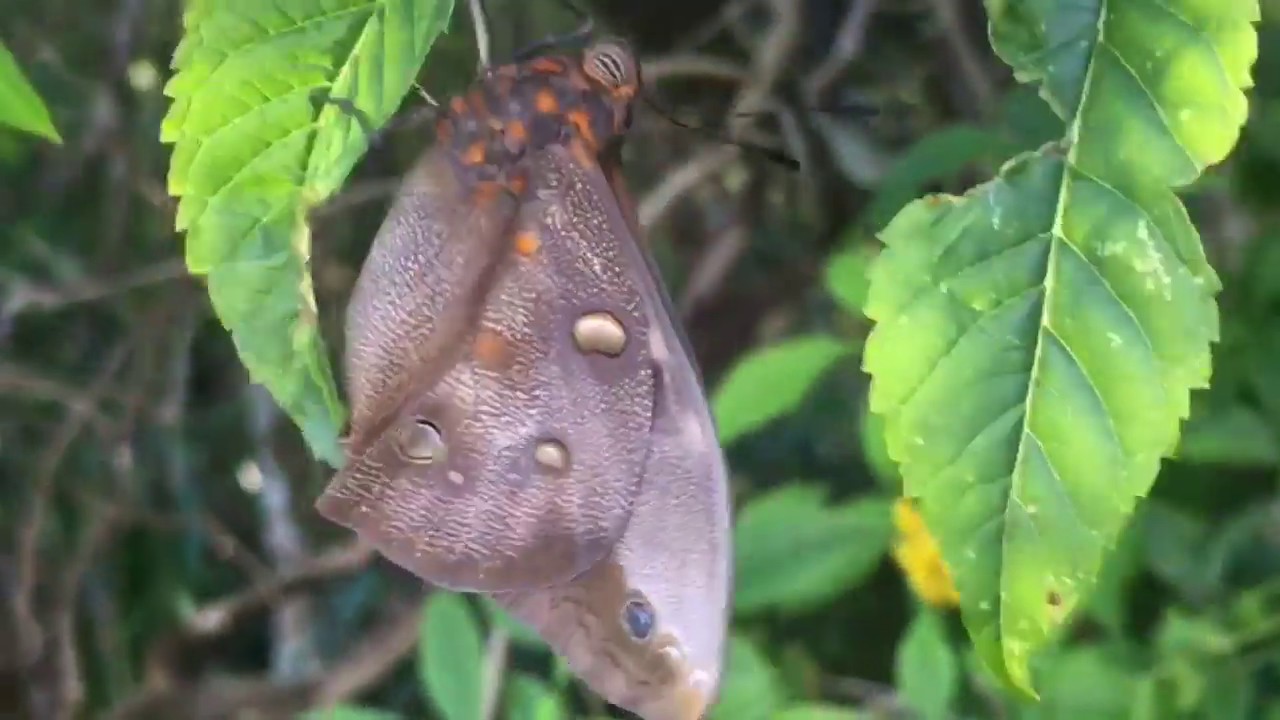 Lagarta virou borboleta em casa YouTube Lagarta virou borboleta em casa YouTube