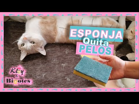 QUITA LOS PELOS DE GATO DEL SILLONES🛋 Y ROPA👖👕 con una ESPONJA🧽 LAVA TRASTES MULTIUSOS