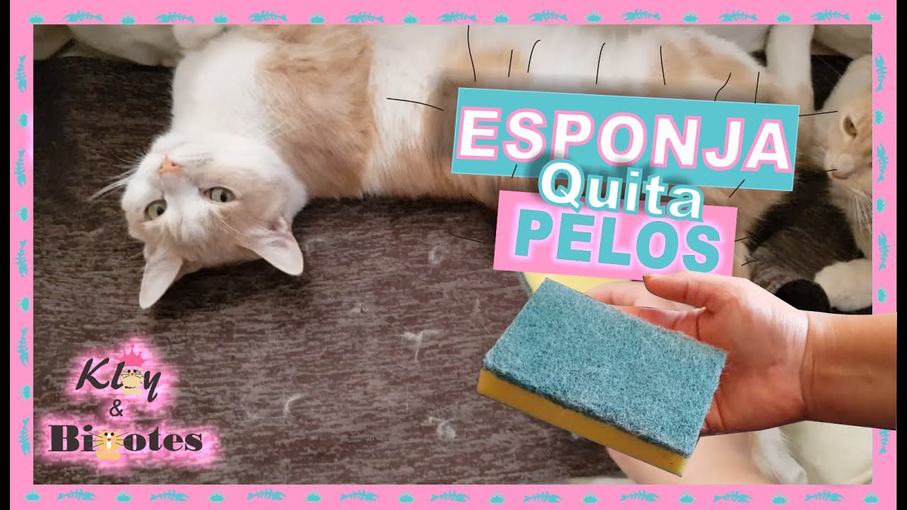 QUITA LOS PELOS DE GATO DEL SILLONES🛋 Y ROPA👖👕 con una ESPONJA🧽 LAVA  TRASTES MULTIUSOS 