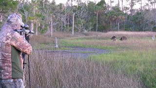 .300 Blackout Does Devastating Damage To Wild Hog On Florida Marsh Hunt screenshot 4