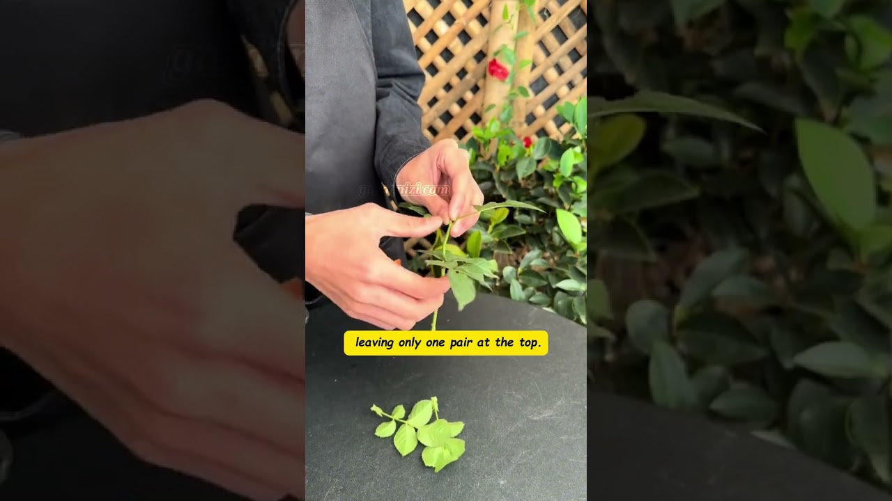 Multiply Flowers at Home | Easy Propagation Hack to Save Money