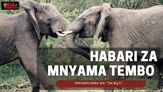 TEMBO Wa Africa KUTOKA 'THE BIG 5' Mnyama Mkubwa Kuliko wanyama Wote Mbugani Na Habari Zake.