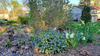 Early May Garden Tour, Minnesota Zone 5a