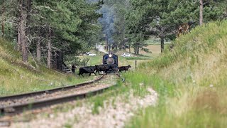 Black Hills Central Railroad 108: Cows Stop the 1880 Train