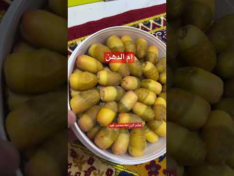 رطب أم الدهن من اغلى انواع الرطب