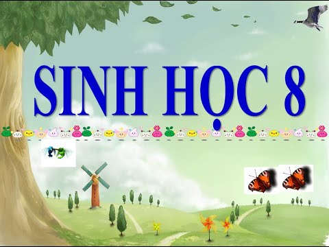 Video sinh học 8 bài 13 máu và môi trường trong cơ thể - youtube