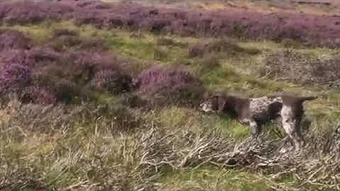 German Shorthaired Pointers training together.  Mountain hare steadiness on the moor