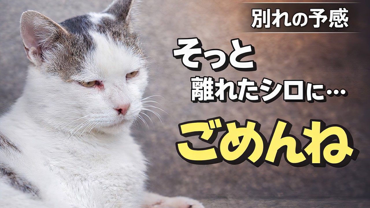 From a Free-Range Cat to a Fully Housed Cat ③] The Day Shiro's