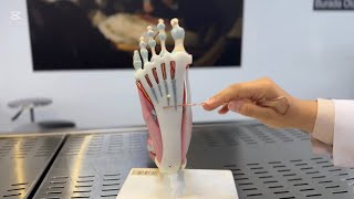 Anatomy Lab | Muscles and Neurovascular Anatomy of the Foot