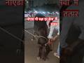 Noida में गौ माता की सेवा 🚩 हर सनातनी देखे”#gaumata#gauraksha #sanatan #hindutva #noida #reelsviral