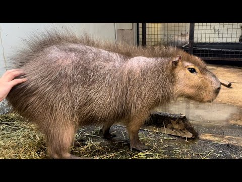 毛が逆立つカピバラThis Capybara Looks Just Like a Hedgehog