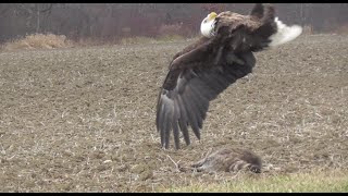 BALD EAGLE FLIPS TO DRIVE AWAY RED-TAILED HAWK