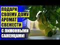 👌 Можно ли вырастить из косточки лимона ⚡ Сколько зреет домашний лимон