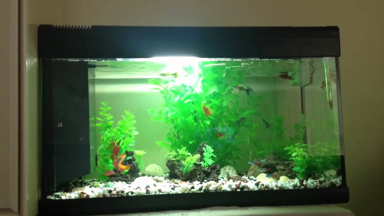 Il mio Acquario 60 lt - YouTube