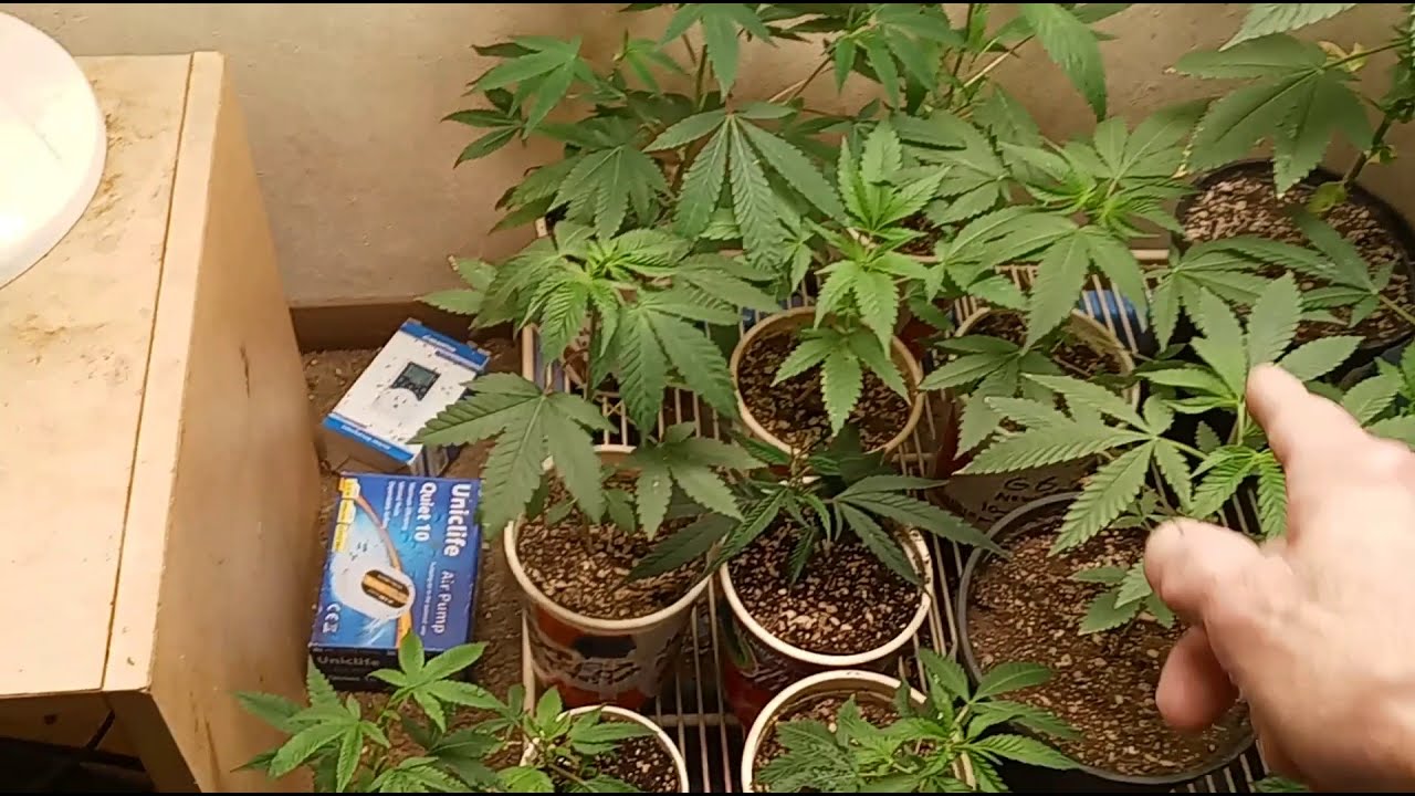 Garden Update/Thug Pug Glukie Breath and  Sugar Glukies with Dutchman420