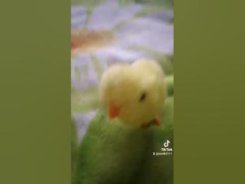 бабян или кавян - YouTube