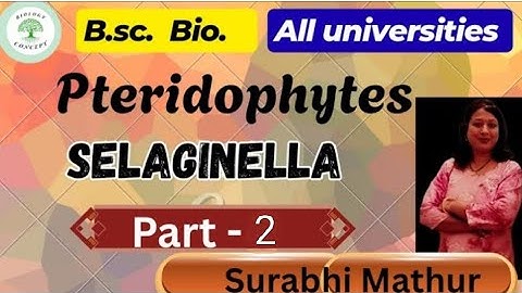 Selaginella । Internal structure of Selaginella। B.Sc.bio. । B.Sc.botany। by Surabhi ma