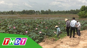 Nuôi cá sặc rằn và trồng sen theo phương pháp vi sinh | THDT
