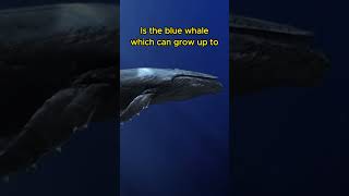 The largest living animal on Earth
According to Wikipedia and other sources, the largest living animal on Earth is the blue whale (Balaenoptera musculus). The maximum recorded weight was 190 tonnes for a specimen measuring 27.6 metres (91 ft), whereas longer ones, up to 33.6 metres (110 ft), have been recorded but not weighed.
Some other interesting facts about the blue whale are:
It is a marine mammal that belongs to the baleen whale suborder.
It can live up to 80-90 years in the wild.
It has a heart that weighs about 400 kg (880 lb) and can pump 220 litres (58 US gal) of blood per beat.
It can produce the loudest sound of any animal, up to 188 decibels, which can be heard hundreds of kilometres away.
It feeds mainly on krill, consuming up to 40 million of them per day.
#shorts
#BlueWhale
#BiggestAnimal
#WhaleFacts
#MarineMammal
#KrillLover
#WhaleWatch
#BluePlanet
#GiantOfTheSea
#WhaleSong
#SaveTheWhales The largest living animal on Earth