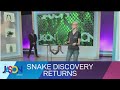 Snakes  reptiles for earth day